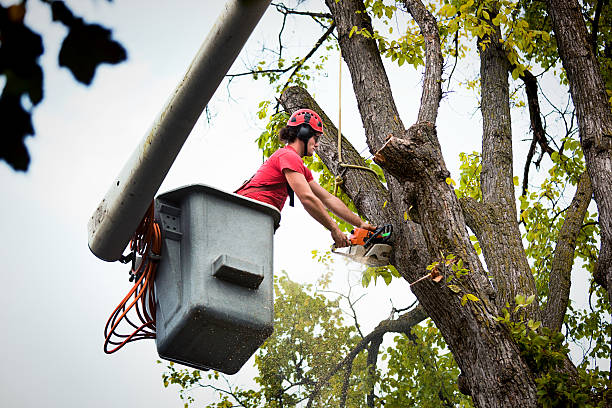 Best Utility Line Clearance  in Lake Shore, MN